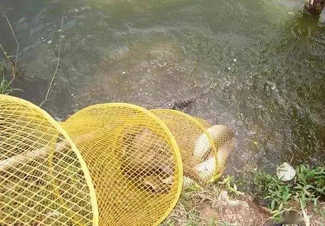 魚塘釣草魚用什么餌料最好_魚塘用什么餌料釣草魚_釣魚塘餌料草魚好用不