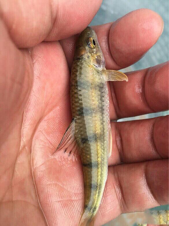 宜賓釣魚_宜賓釣魚地點野釣_宜賓釣魚地點