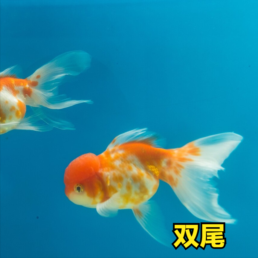 紅狼牙鰕虎魚_狼牙虎蝦魚_狼牙虎頭魚