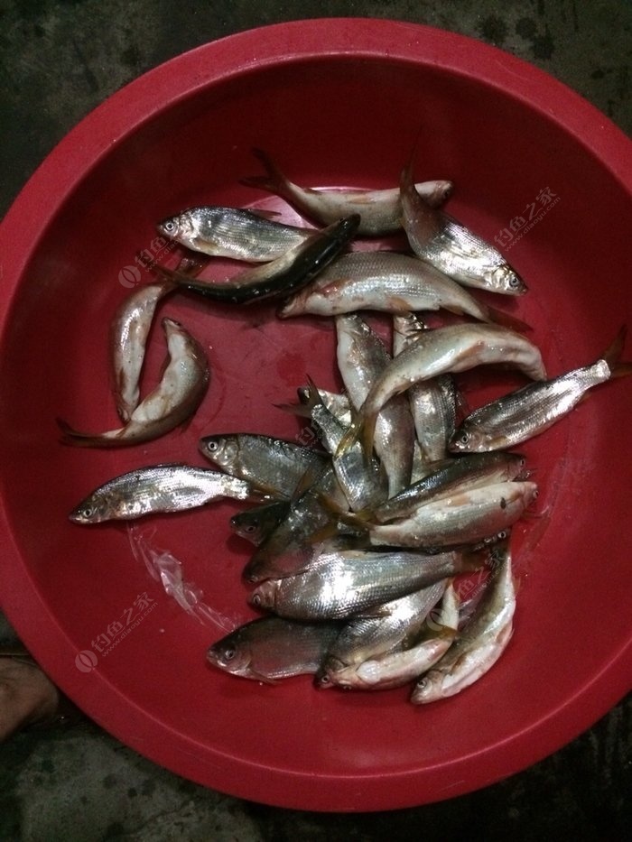 花亭湖現在能釣魚不求告知_花亭湖現在能釣魚不求告知_花亭湖現在能釣魚不求告知