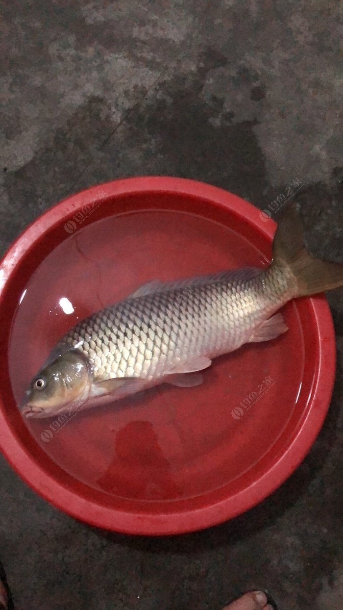 花亭湖現在能釣魚不求告知_花亭湖現在能釣魚不求告知_花亭湖現在能釣魚不求告知