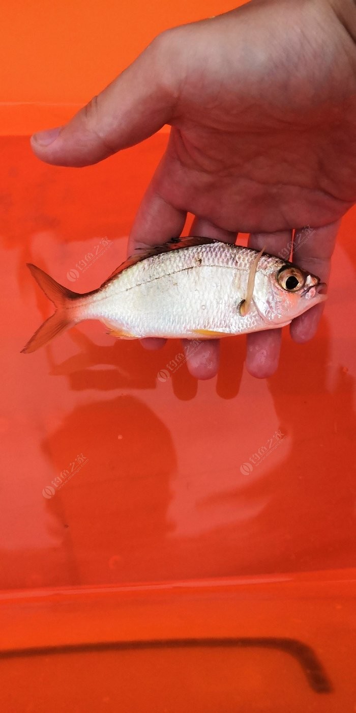 花亭湖現在能釣魚不求告知_花亭湖現在能釣魚不求告知_花亭湖現在能釣魚不求告知