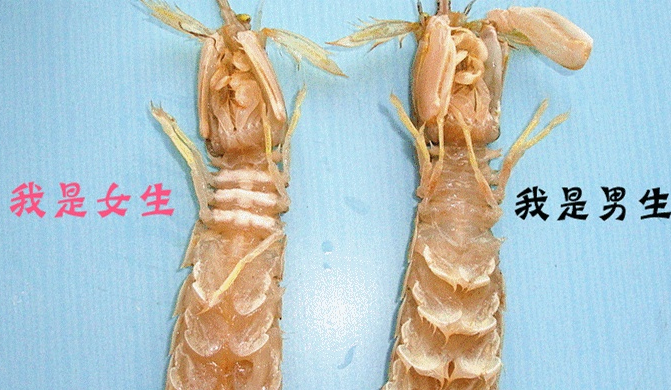 花甲和花蛤的區別_花甲和花蛤的區別_花甲和花蛤的區別