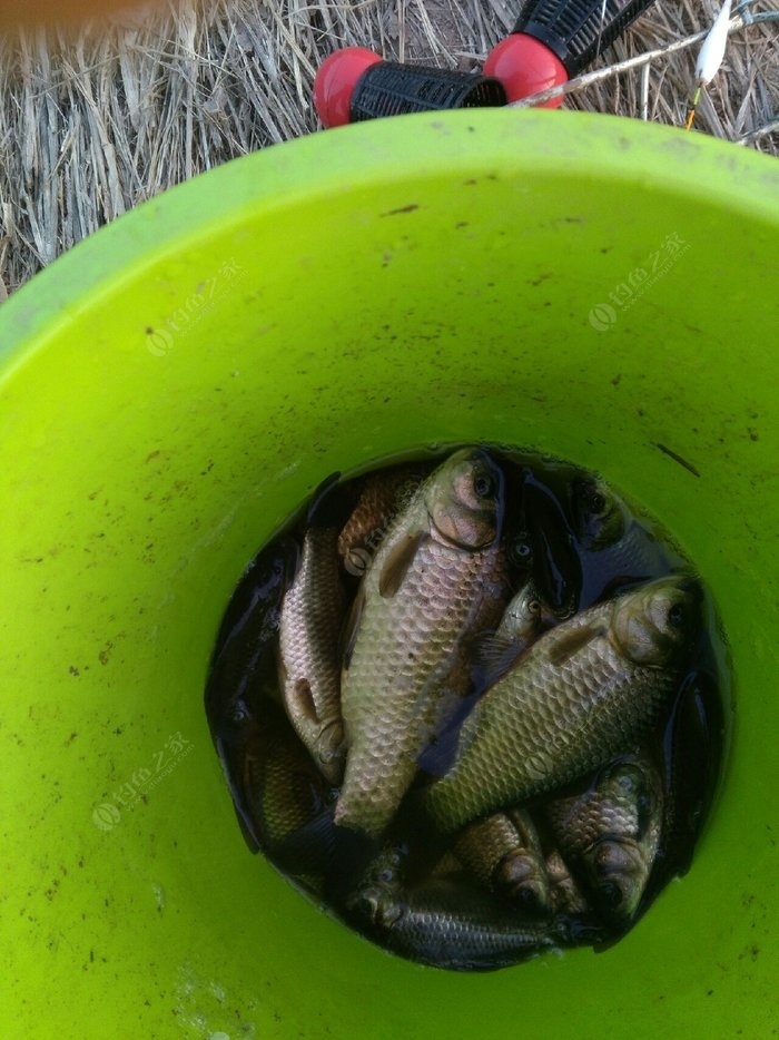 冬天釣鯽魚十句口訣_鯽魚冬天怎么釣_冬天釣鯽魚技巧