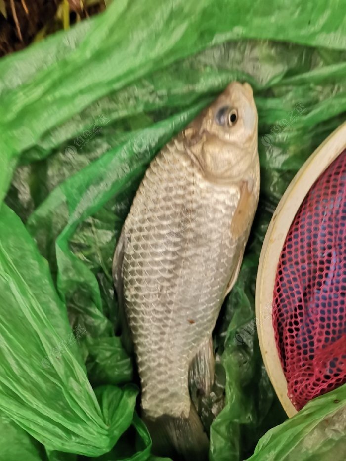 冬天釣鯽魚十句口訣_鯽魚冬天怎么釣_冬天釣鯽魚技巧