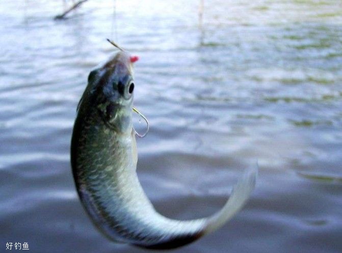 釣鯽魚冬天用什么餌料最好_冬天怎樣釣鯽魚_釣鯽魚冬天用什么小藥開胃