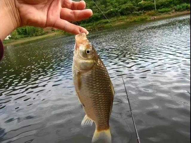 釣魚配方深秋餌料怎么配_釣魚配方深秋餌料怎么用_深秋釣魚餌料配方