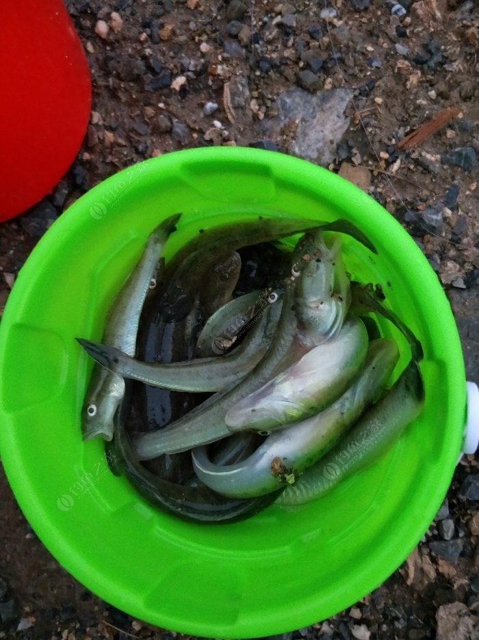 鲅魚釣魚_釣鲅魚是釣底還是釣浮_鲅魚_鲅魚的釣時