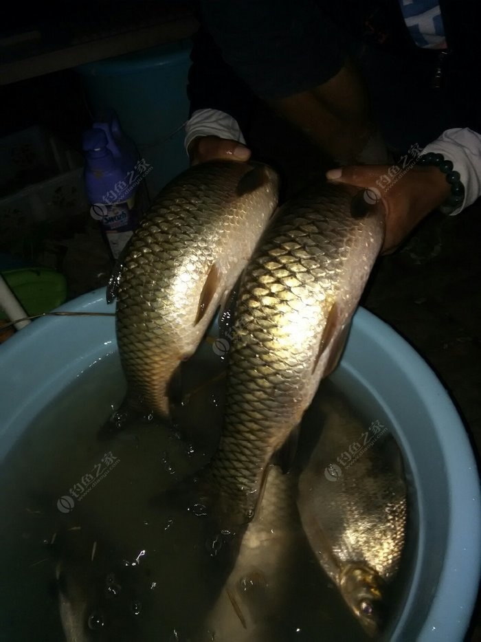 草魚餌料搭配視頻_視頻餌料搭配草魚怎么釣_視頻餌料搭配草魚怎么做