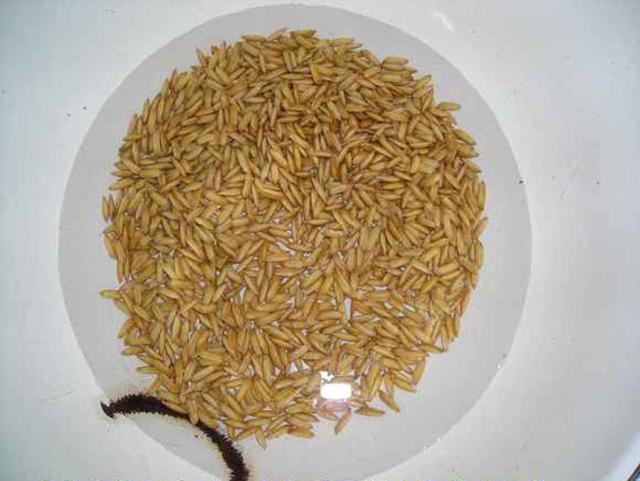 釣草魚配方_釣草魚的料怎么配_釣草魚料配方大全自配