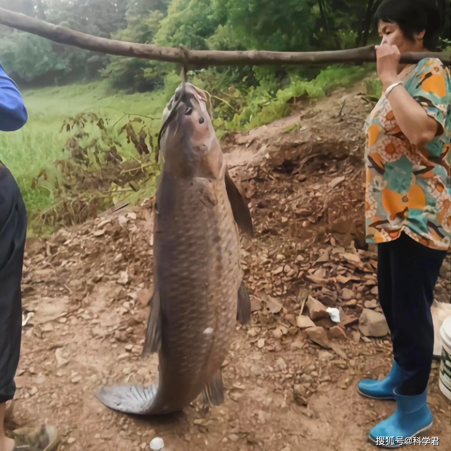 杰里米 韋德 意外捕獲大魚事件頻發，巨型鯰魚、翻車魚等令人驚嘆