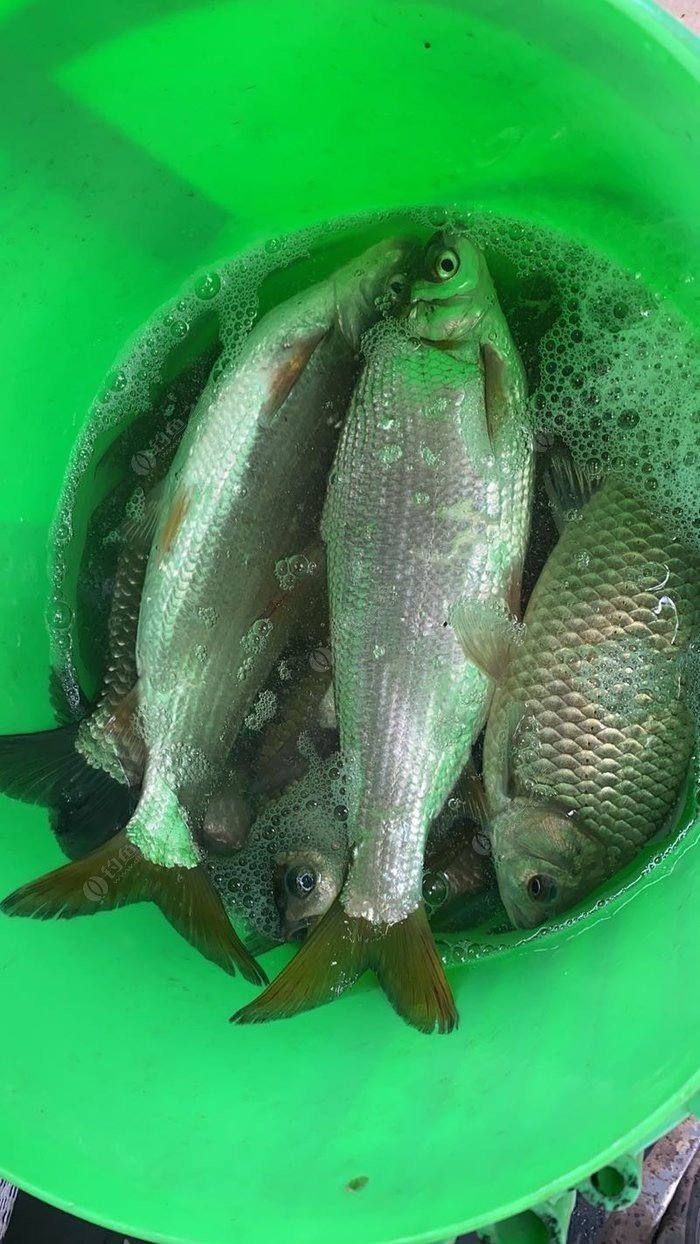 餌料草魚配方法野釣視頻_草魚餌配方大全野釣_野釣草魚餌料配方法