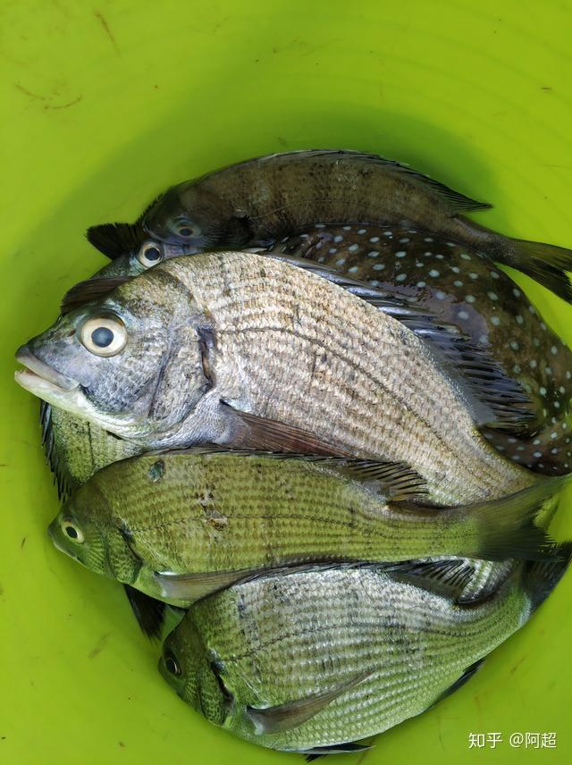 海南海釣論壇app_海南釣魚網_海南海釣俱樂部