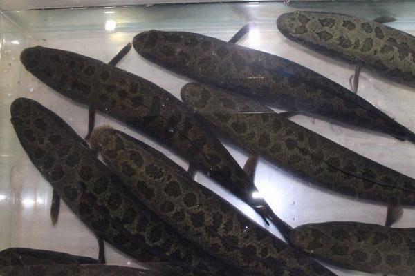 黑魚是世界上最臟的魚嗎_臟魚黑魚世界上是什么魚_黑魚最臟的魚