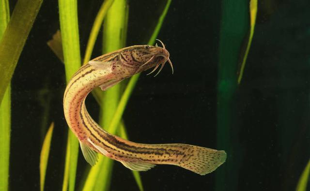 黑魚最臟的魚_黑魚是世界上最臟的魚嗎_臟魚黑魚世界上是什么魚
