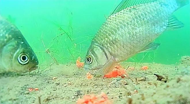 老偏方魚餌料_秘制釣魚餌料配方大全_魚餌秘方