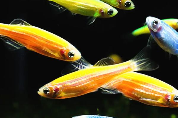 紅斑馬魚繁殖前兆_紅斑馬魚繁殖的技巧_紅斑馬魚繁殖小魚要多久