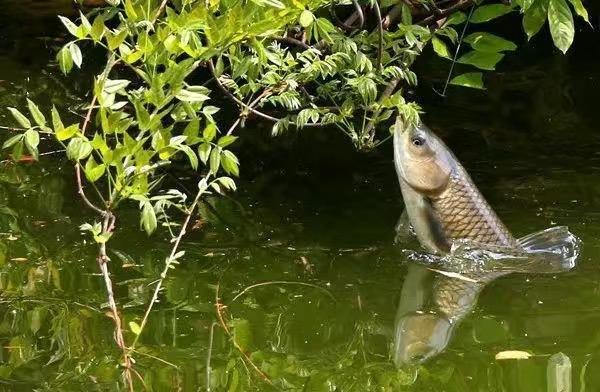 玉米釣草魚技巧_釣玉米絕招草魚怎么釣_玉米釣草魚絕招?