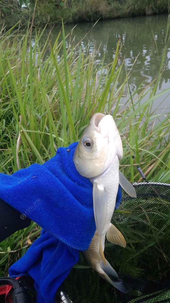 釣到草魚_草魚都在上面怎么釣_草魚怎么釣上魚快