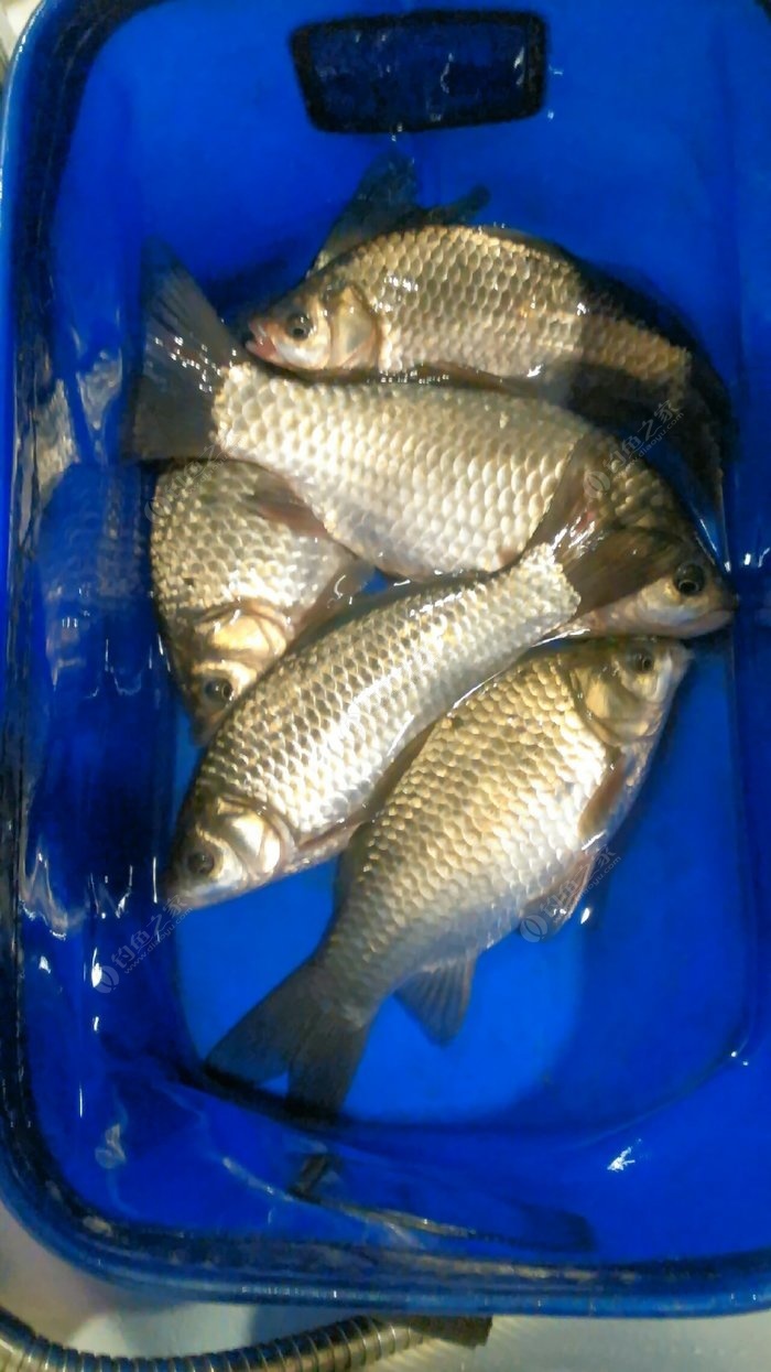 草魚都在上面怎么釣_草魚怎么釣上魚快_釣到草魚
