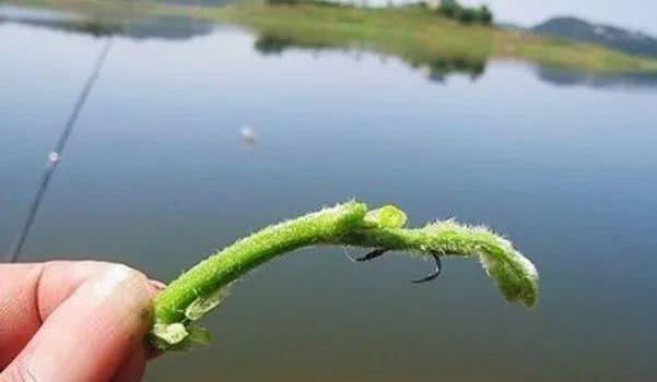 釣魚塘餌料草魚好用嗎_魚塘用什么餌料釣草魚_魚塘釣草魚用什么餌料最好