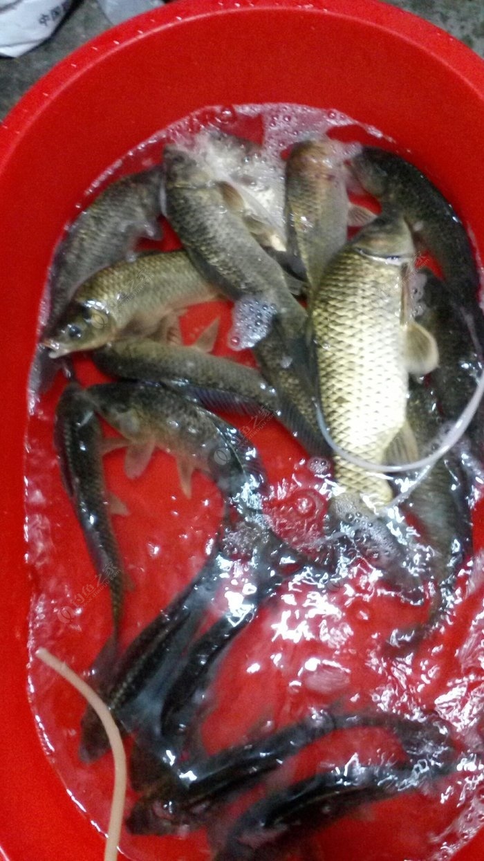 成都釣魚的地方一覽表_成都釣魚好去處_成都釣場_成都釣場大全_成都哪里能釣魚