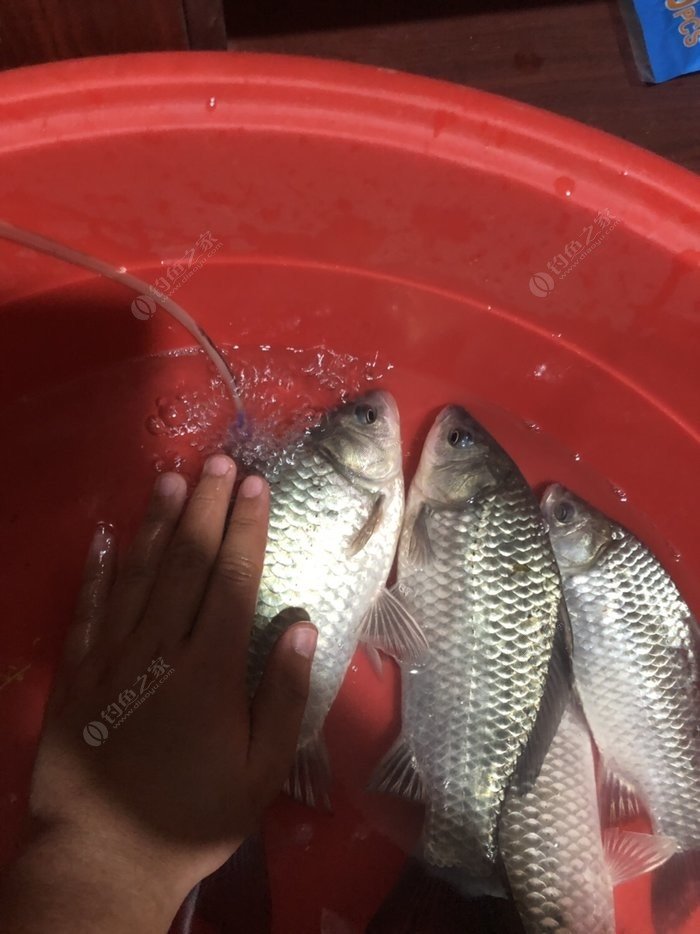 成都釣場_成都釣場大全_成都哪里能釣魚_成都釣魚好去處_成都釣魚的地方一覽表
