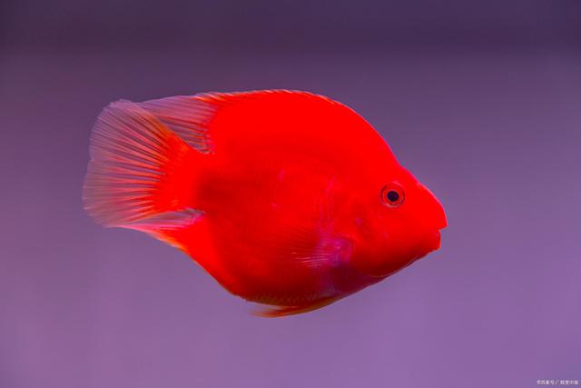 元寶紅鸚鵡魚為什么會變白_紅元寶鸚鵡魚_元寶紅鸚鵡魚多少塊錢一只