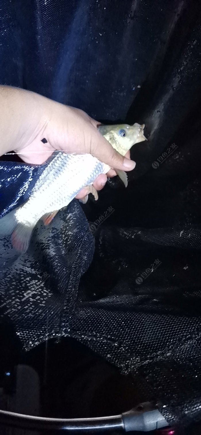今日釣魚網-釣魚戶外優選交流社區_戶外釣魚美圖_戶外釣魚品牌
