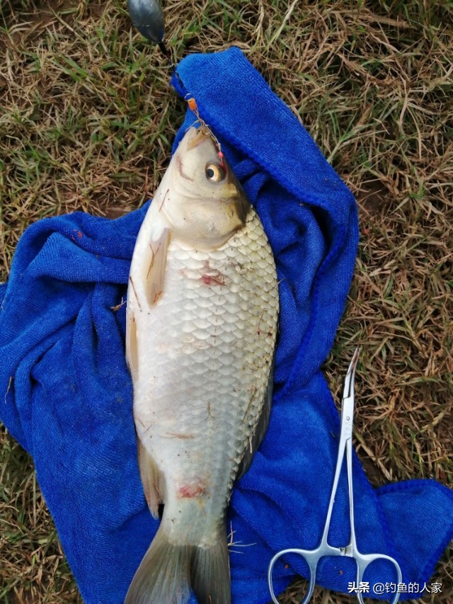 釣魚視頻網站哪個好_釣魚視頻網站大全下載_釣魚視頻網