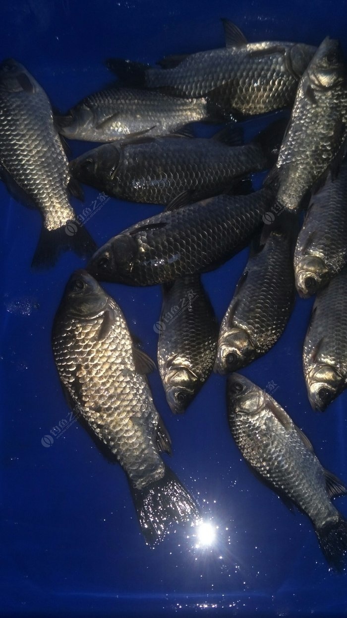 釣魚視頻網_釣魚視頻網站哪個好_釣魚視頻網站大全下載