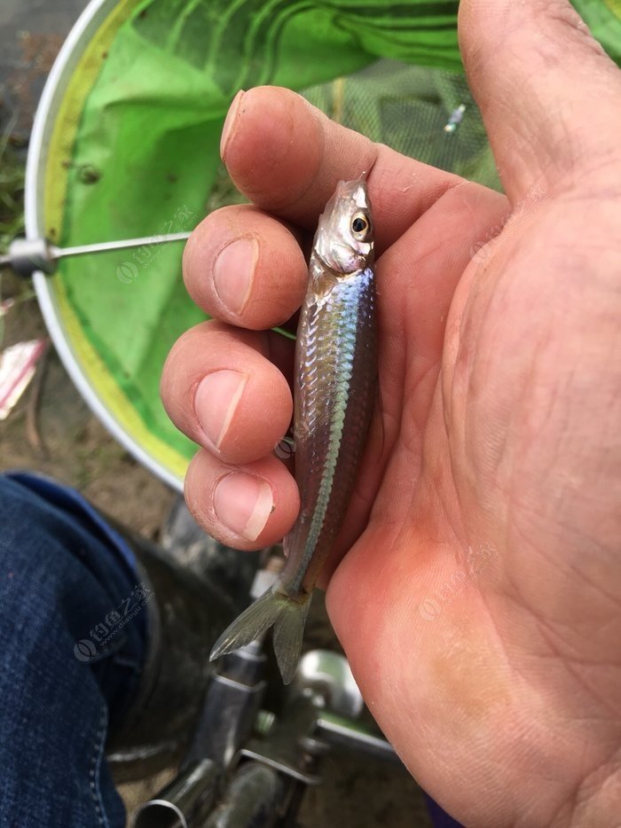 四海釣魚海釣視頻大全_四海釣魚網站_四海釣魚釣賽進行時