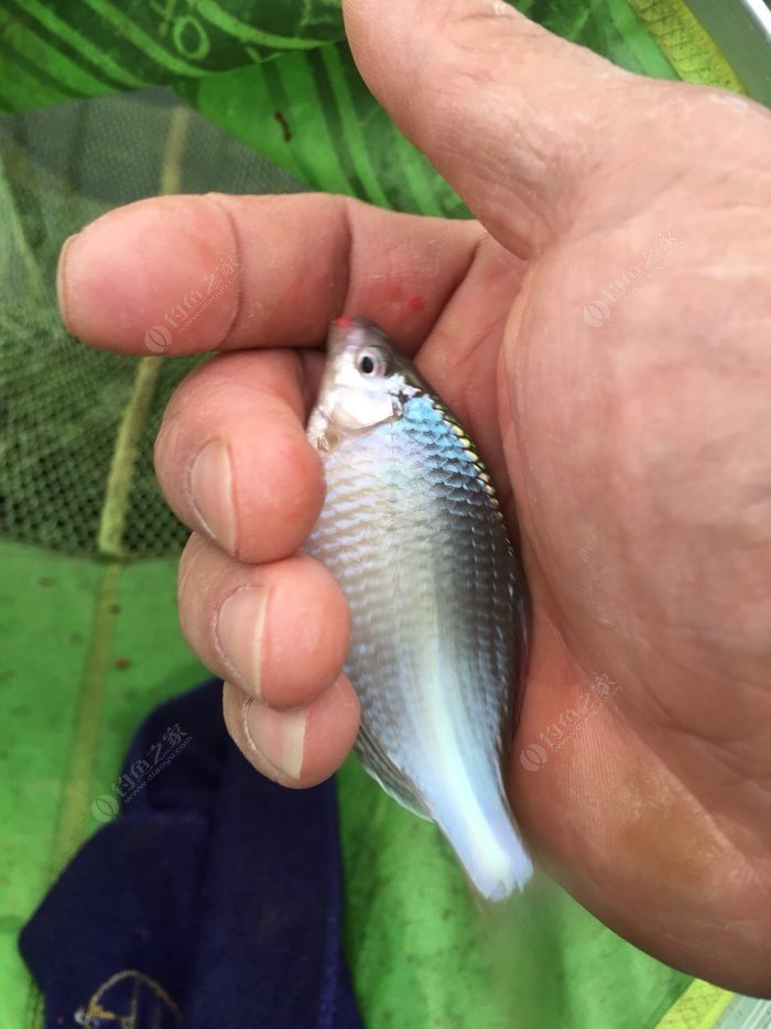 四海釣魚釣賽進行時_四海釣魚網站_四海釣魚海釣視頻大全
