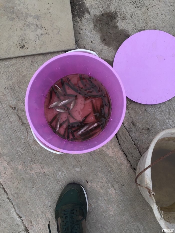 黑坑釣草魚用什么餌料視頻_釣視頻餌料草魚黑坑用多大的鉤_黑坑釣草魚窩料
