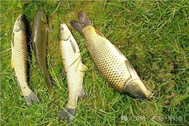 釣魚雨后怎么釣_雨后釣魚技巧_釣魚雨后技巧視頻教程