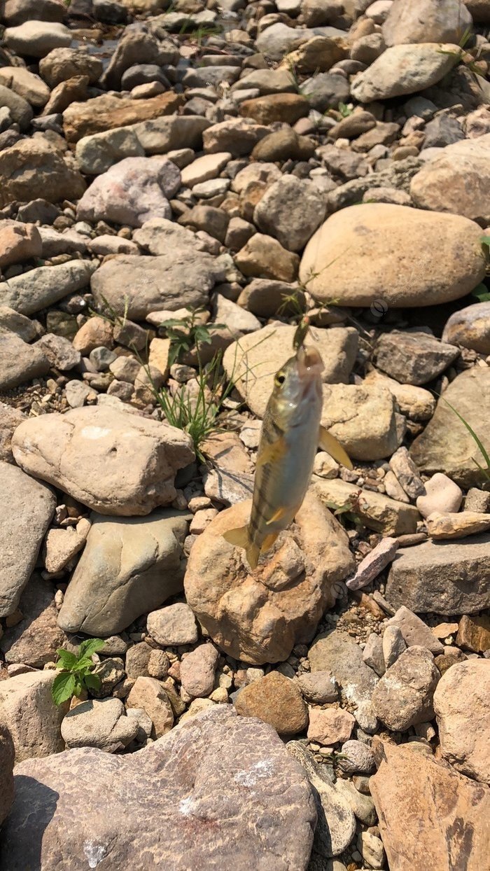 路亞釣魚視頻高清_路亞釣魚視頻野釣實戰_路亞釣魚視頻釣魚視頻