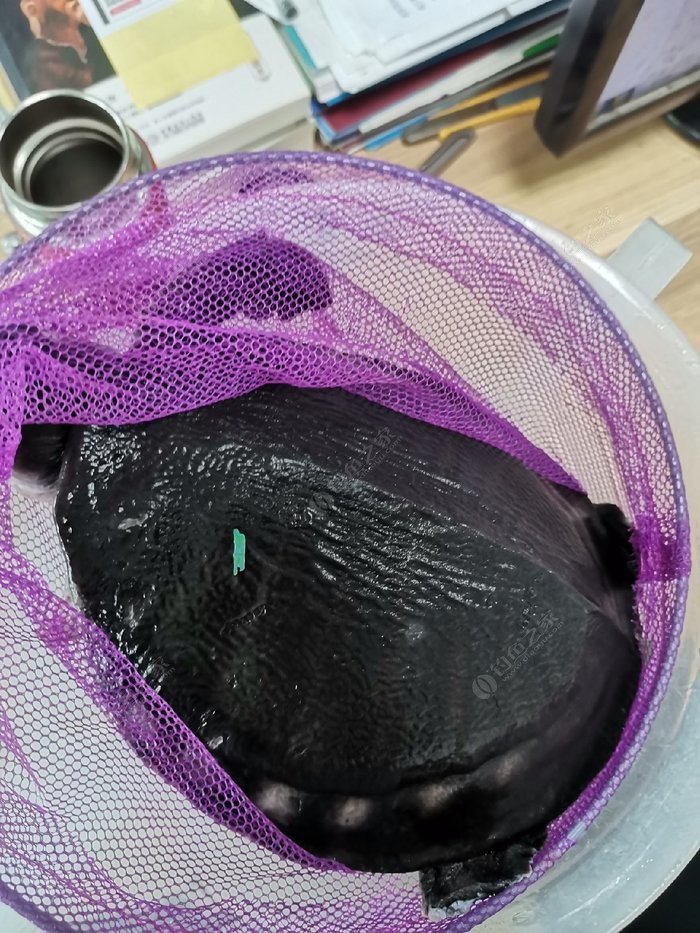 池塘釣草魚餌料配方_池塘釣草魚用什么釣魚竿_在池塘釣草魚用那些餌料比較快?