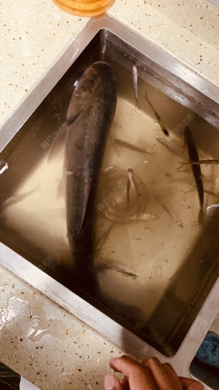 在河流釣花白鰱用什么餌?_河里釣花白鰱_釣河流餌花用白鰱可以嗎