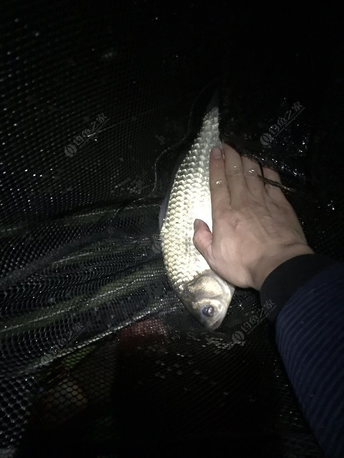 丸九鯽魚餌_丸九大鯽魚餌料配方_丸九野釣鯽魚簡單配方