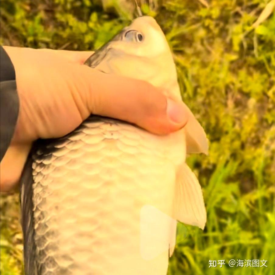 冬季河流野釣鯽魚視頻_冬季河流如何釣鯽魚_小河冬釣鯽魚
