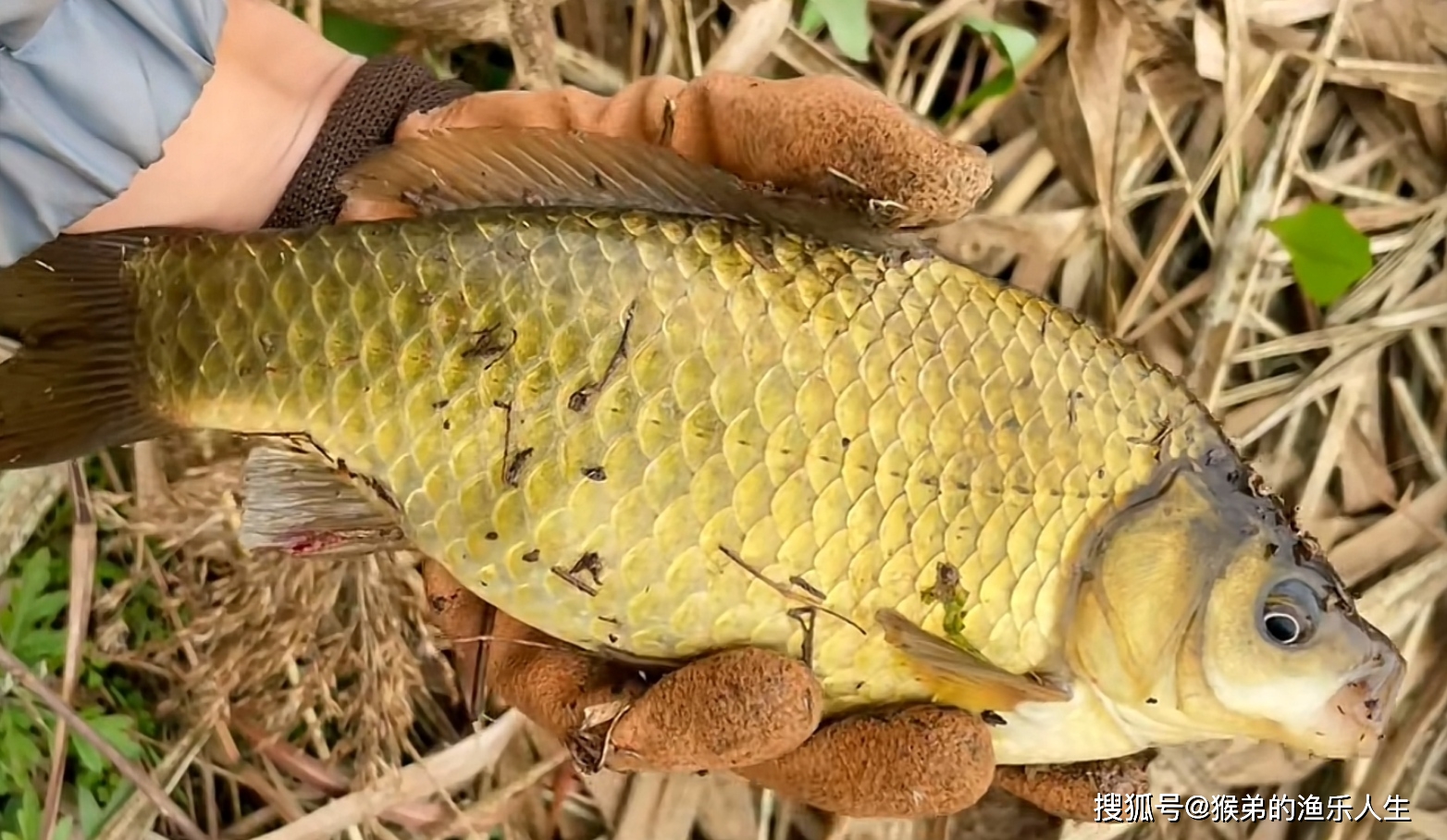 冬季河流如何釣鯽魚_小河冬釣鯽魚_冬季河流野釣鯽魚視頻