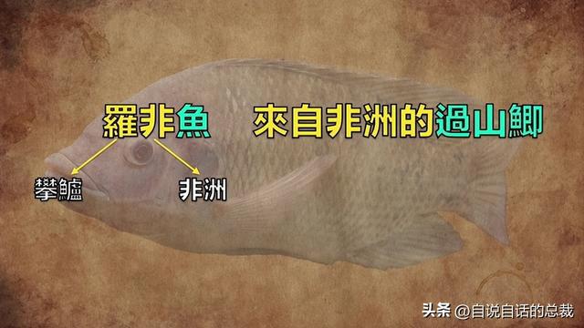 便宜羅非魚批發_羅非魚成品魚價格_羅非魚為什么那么便宜