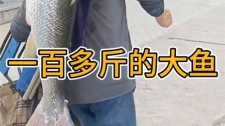 野釣上魚_手竿釣大草遛魚兩小時成功上岸必看_釣魚上岸