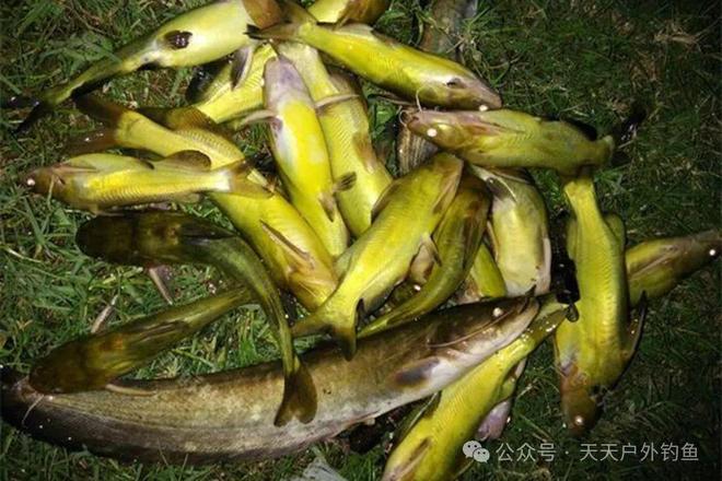 手竿釣大草遛魚兩小時成功上岸必看_野釣上魚_釣魚上岸