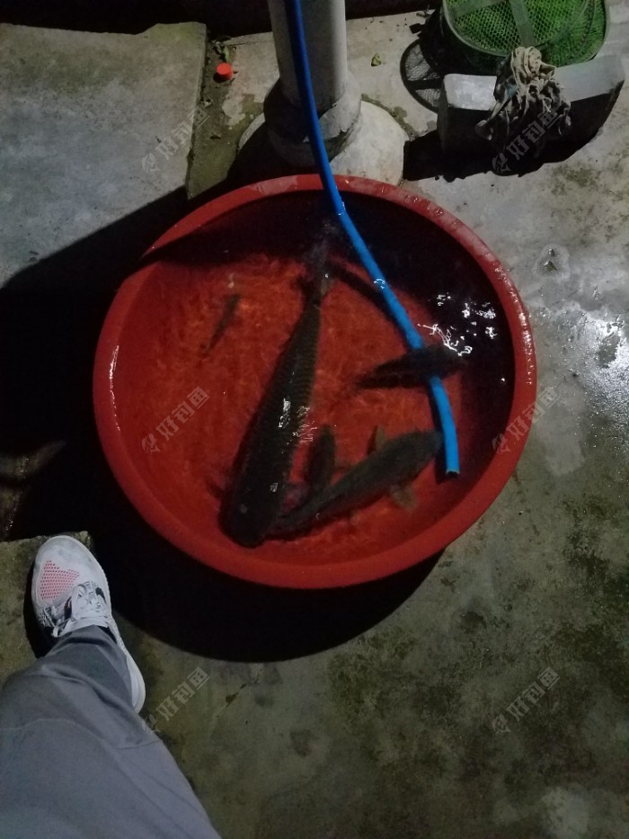 草魚餌哪個品牌的好用_商品餌釣草魚用什么餌最好_哪款商品餌釣草魚好用