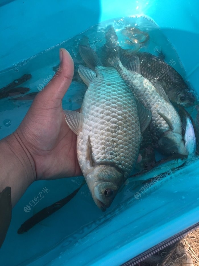 金銀湖釣魚售票點_金銀湖現在讓不讓釣?_金銀湖可以路亞嗎