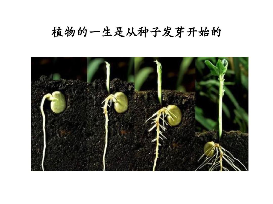 蚯蚓養土簡單無方法處理_無土養蚯蚓方法最簡單_蚯蚓養殖土怎么弄