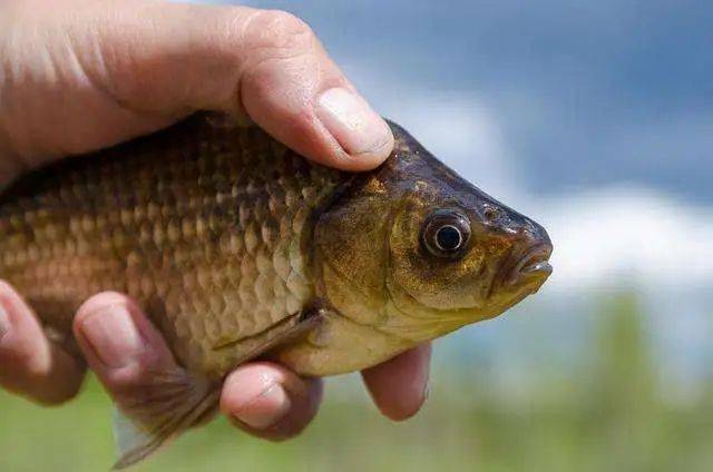 武漢天元漁樂論壇：釣魚發燒友的必備平臺，提供最新漁技、魚汛及活動信息