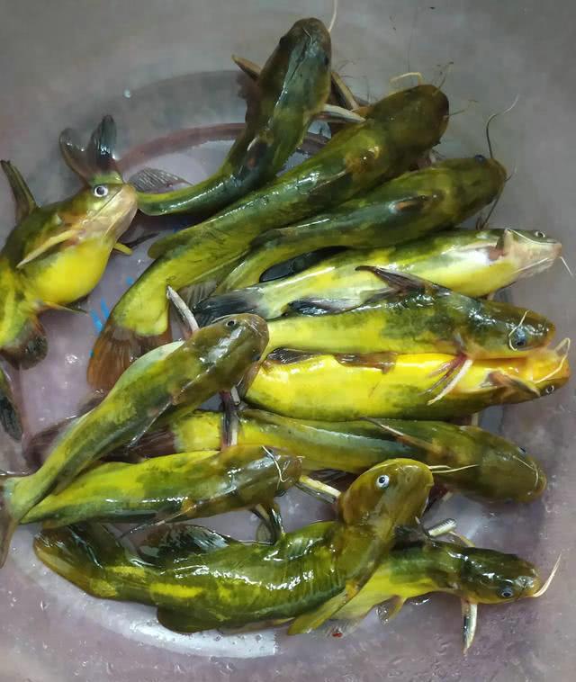 黃辣丁魚外面的黃要洗掉嗎_黃辣丁是什么魚_黃辣丁魚上面的黃能吃嗎