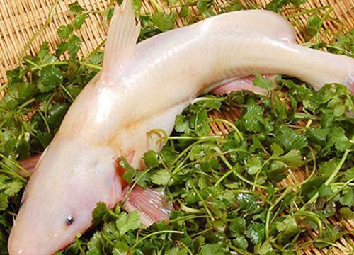 黃辣丁魚外面的黃要洗掉嗎_黃辣丁魚上面的黃能吃嗎_黃辣丁是什么魚